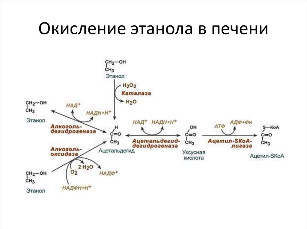 Окисление этанола в печени