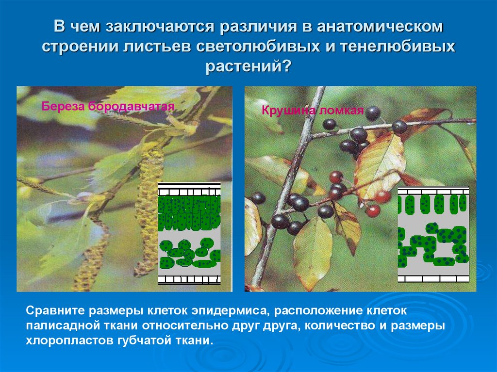 В чем заключаются различия в анатомическом строении листьев светолюбивых и тенелюбивых растений?