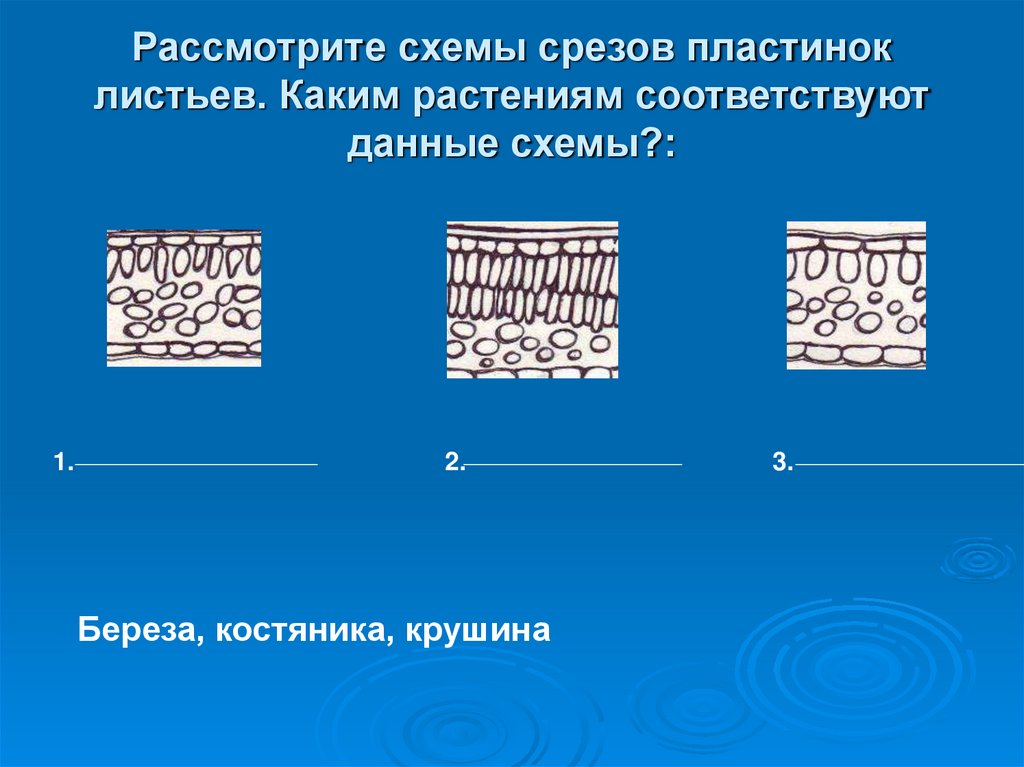Рассмотрите схемы срезов пластинок листьев. Каким растениям соответствуют данные схемы?: