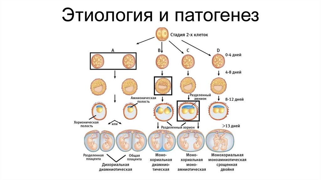 Этиология и патогенез