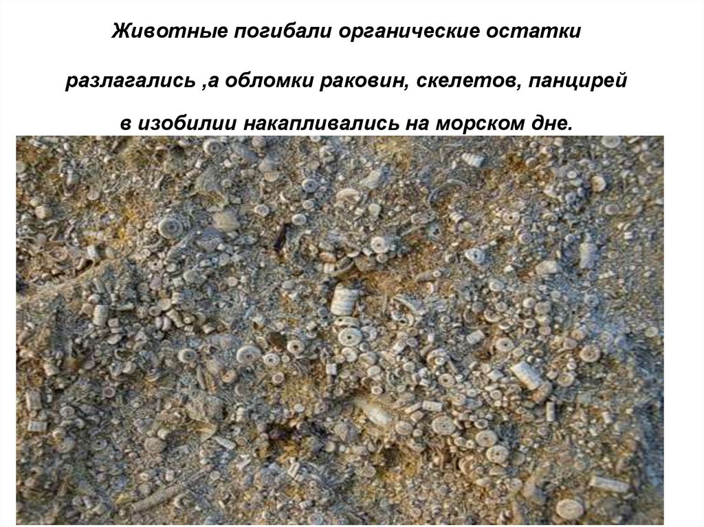 Животные погибали органические остатки разлагались ,а обломки раковин, скелетов, панцирей в изобилии накапливались на морском