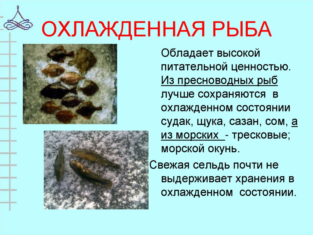 ОХЛАЖДЕННАЯ РЫБА