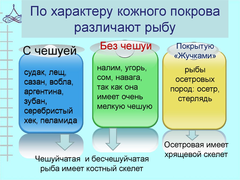По характеру кожного покрова различают рыбу