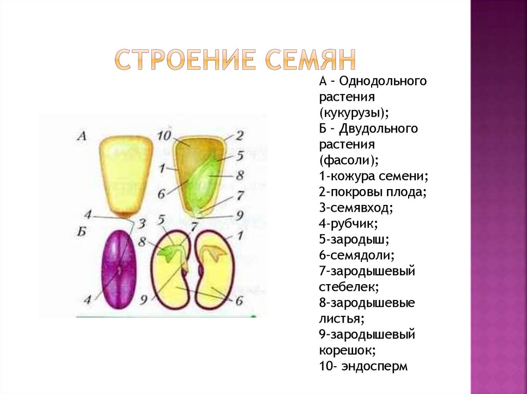 Строение семян