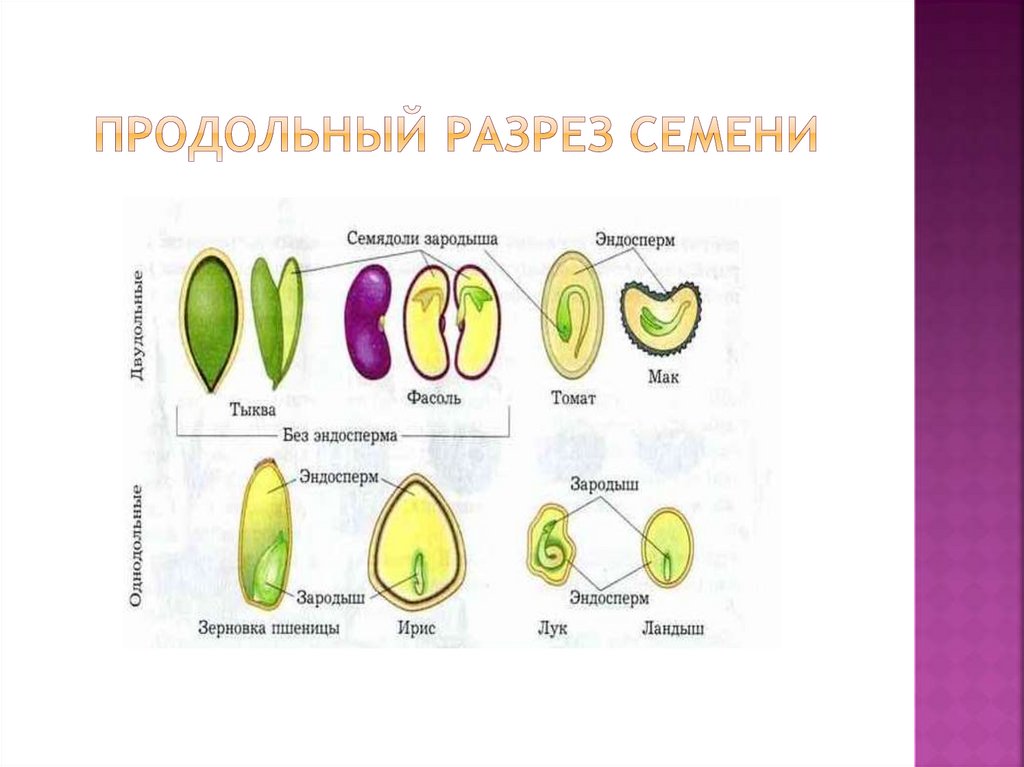 Продольный разрез семени