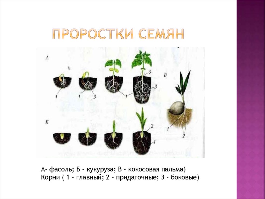 Проростки семян