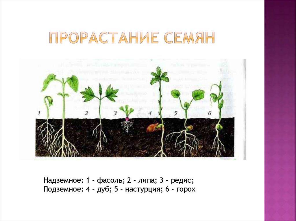 Прорастание семян