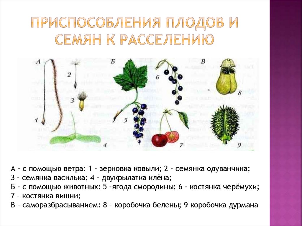 Приспособления плодов и семян к расселению