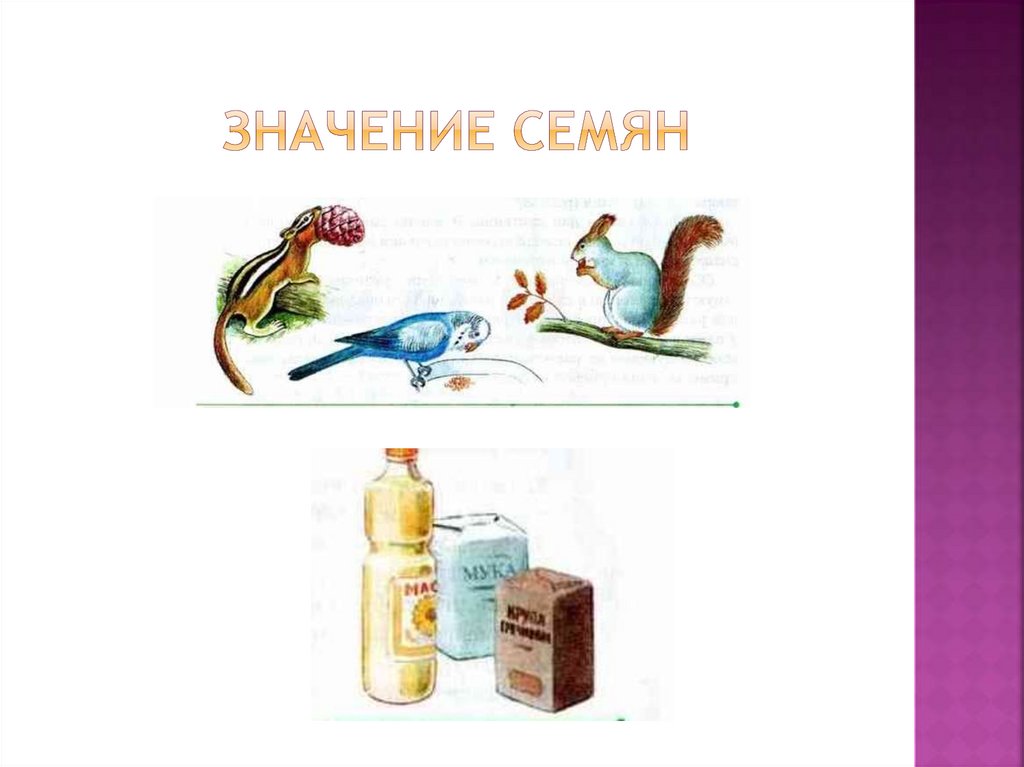 Значение семян