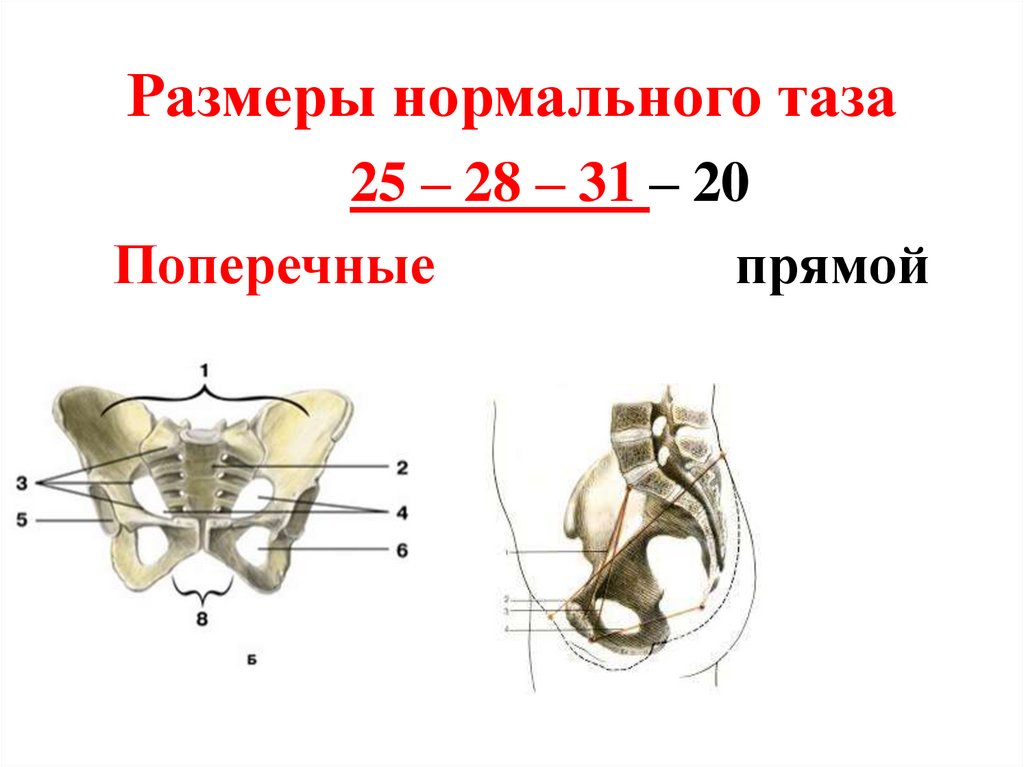 Размеры нормального таза