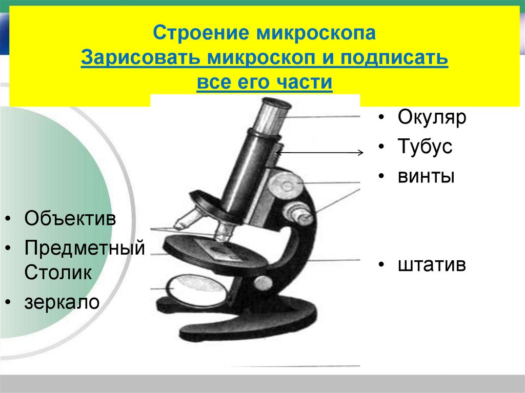 Строение микроскопа Зарисовать микроскоп и подписать все его части