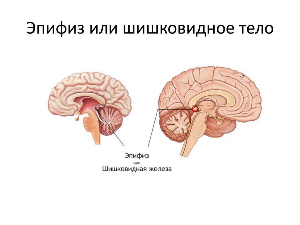 Эпифиз или шишковидное тело