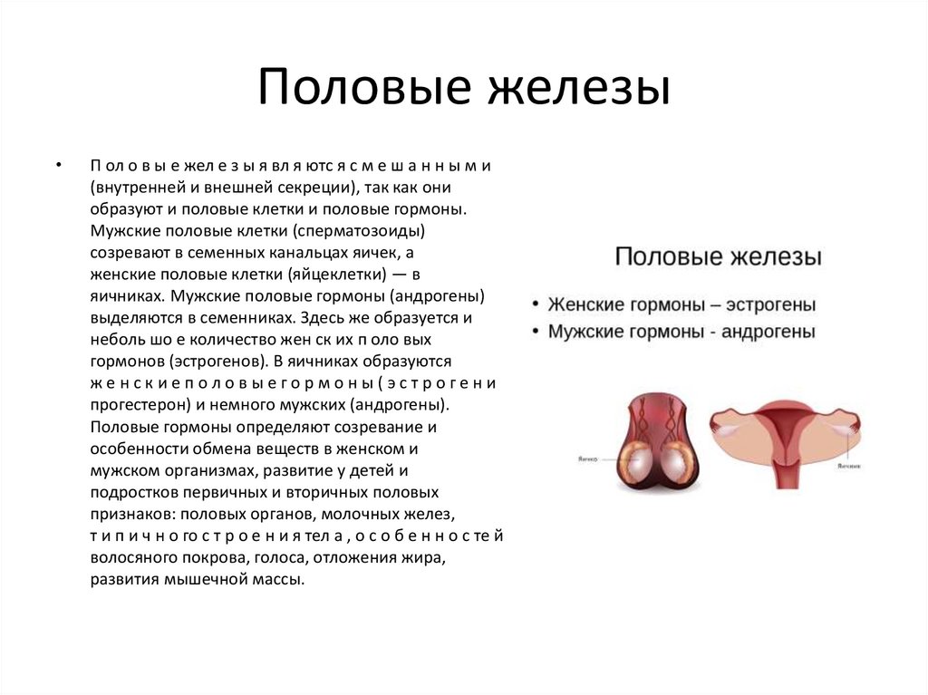 Половые железы