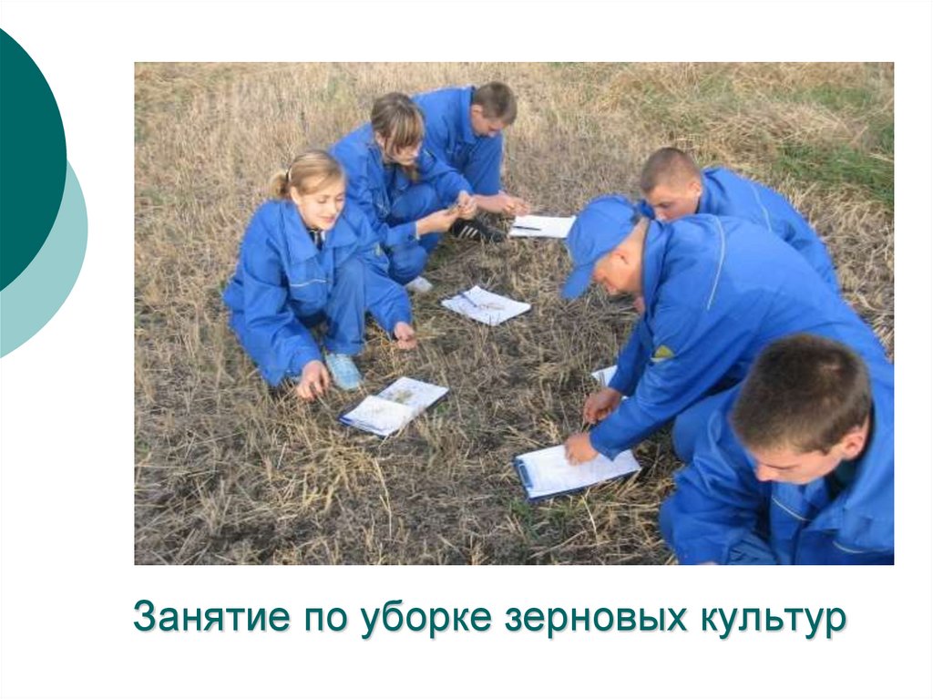 Занятие по уборке зерновых культур