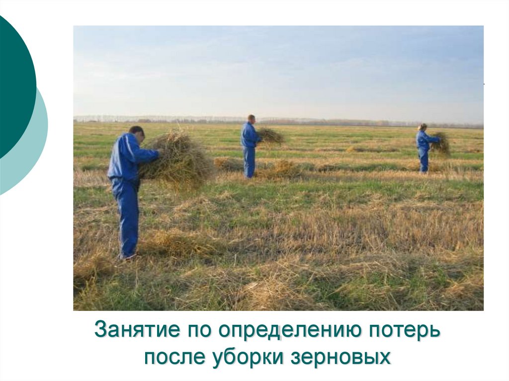 Занятие по определению потерь после уборки зерновых