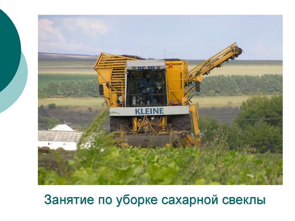 Занятие по уборке сахарной свеклы