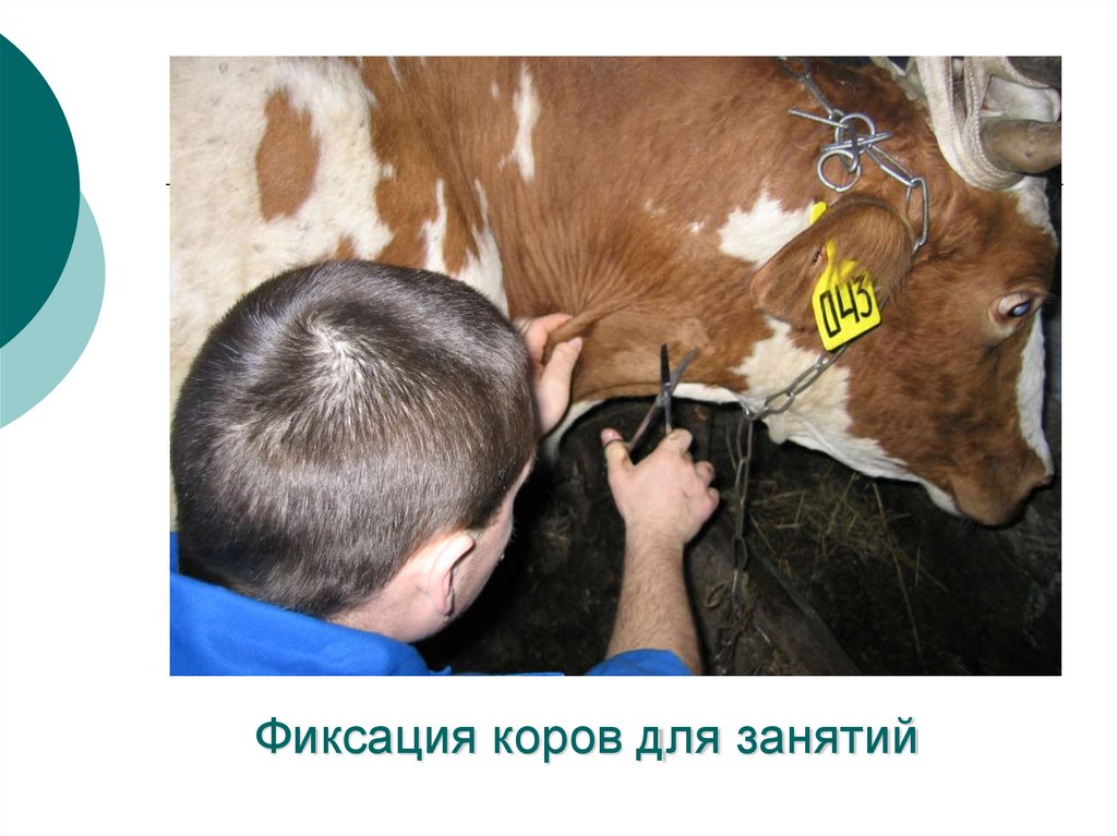 Фиксация коров для занятий