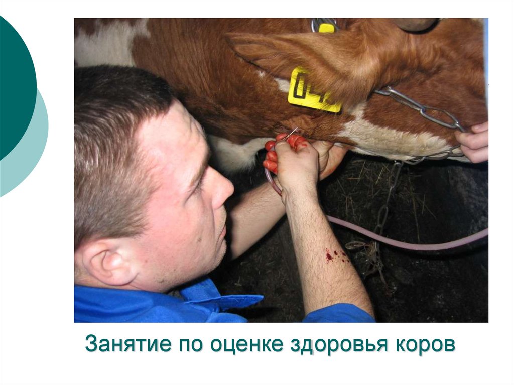 Занятие по оценке здоровья коров