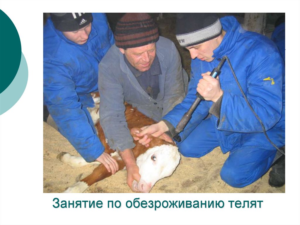 Занятие по обезроживанию телят