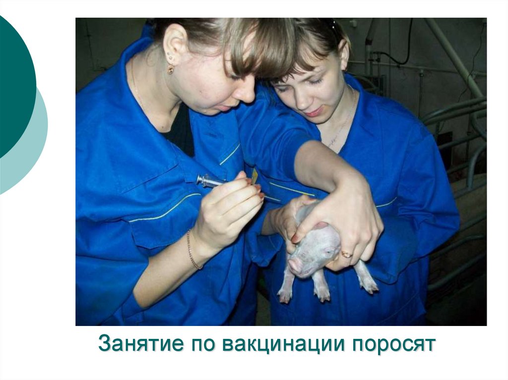 Занятие по вакцинации поросят