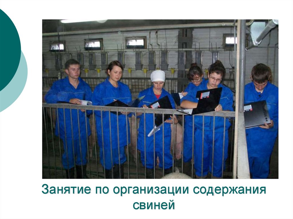 Занятие по организации содержания свиней