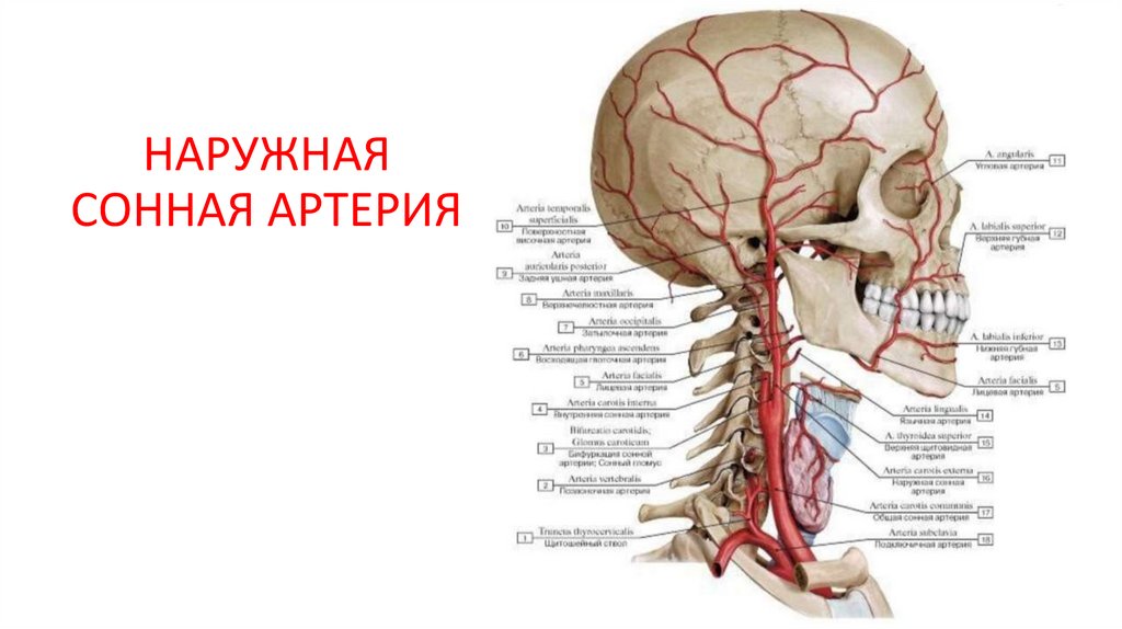 НАРУЖНАЯ СОННАЯ АРТЕРИЯ