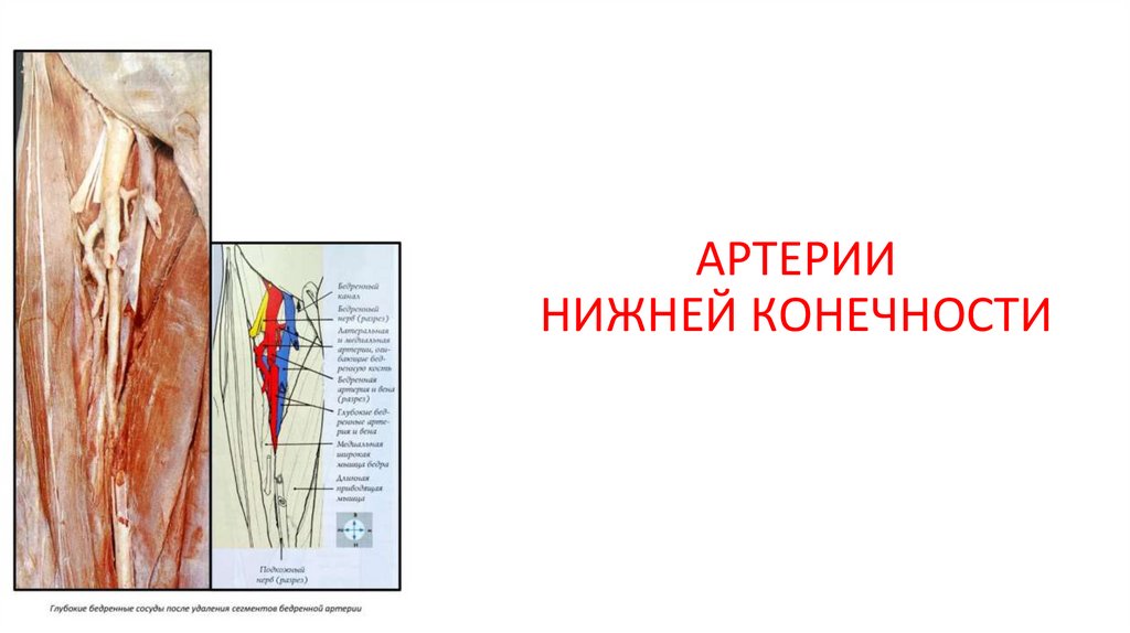 АРТЕРИИ НИЖНЕЙ КОНЕЧНОСТИ