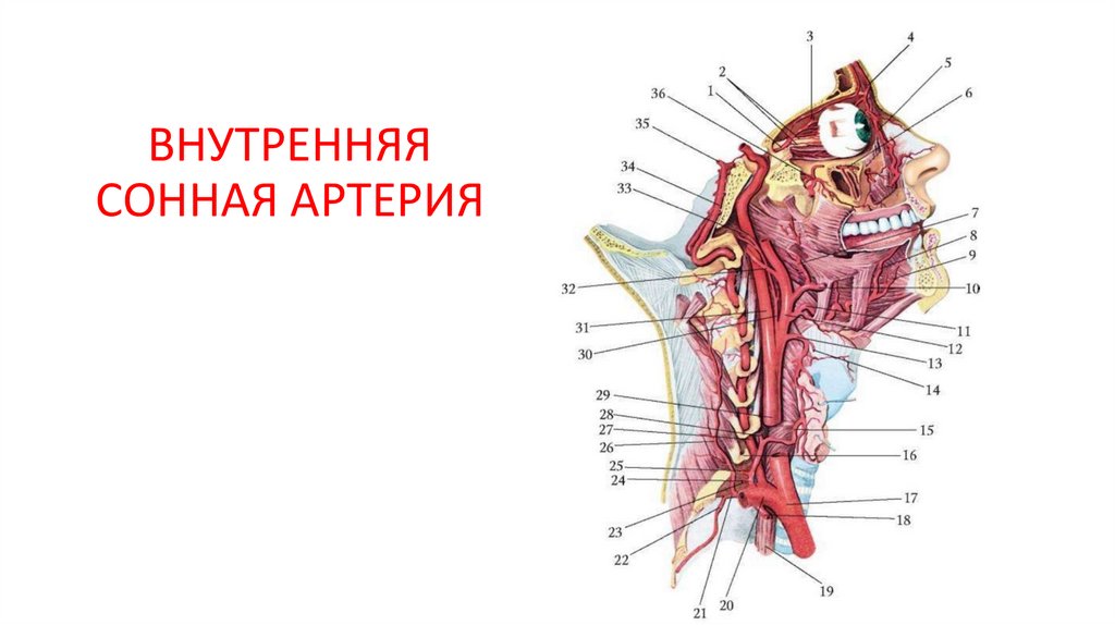 ВНУТРЕННЯЯ СОННАЯ АРТЕРИЯ