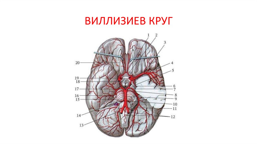 ВИЛЛИЗИЕВ КРУГ