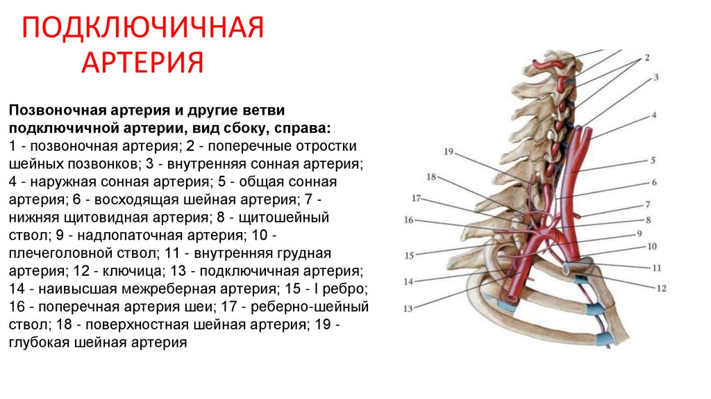 ПОДКЛЮЧИЧНАЯ АРТЕРИЯ