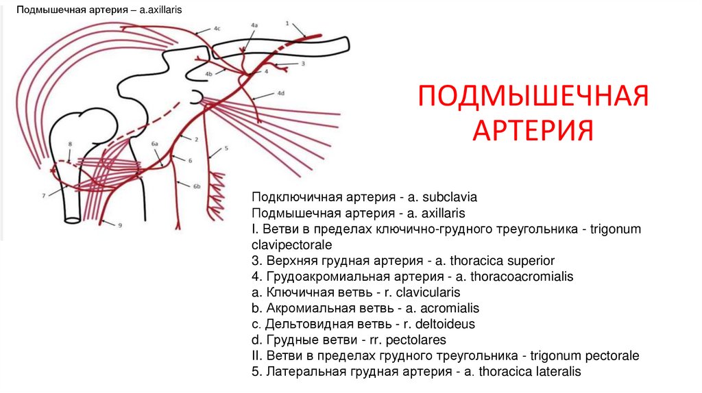 ПОДМЫШЕЧНАЯ АРТЕРИЯ