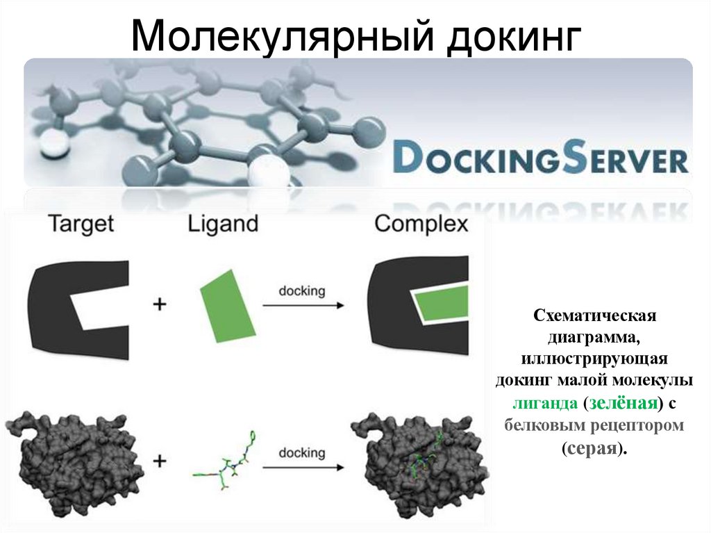 Молекулярный докинг