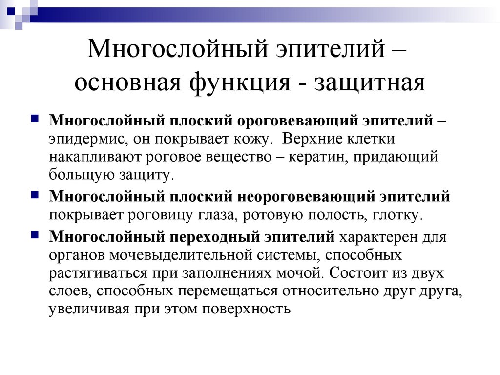 Многослойный эпителий – основная функция - защитная