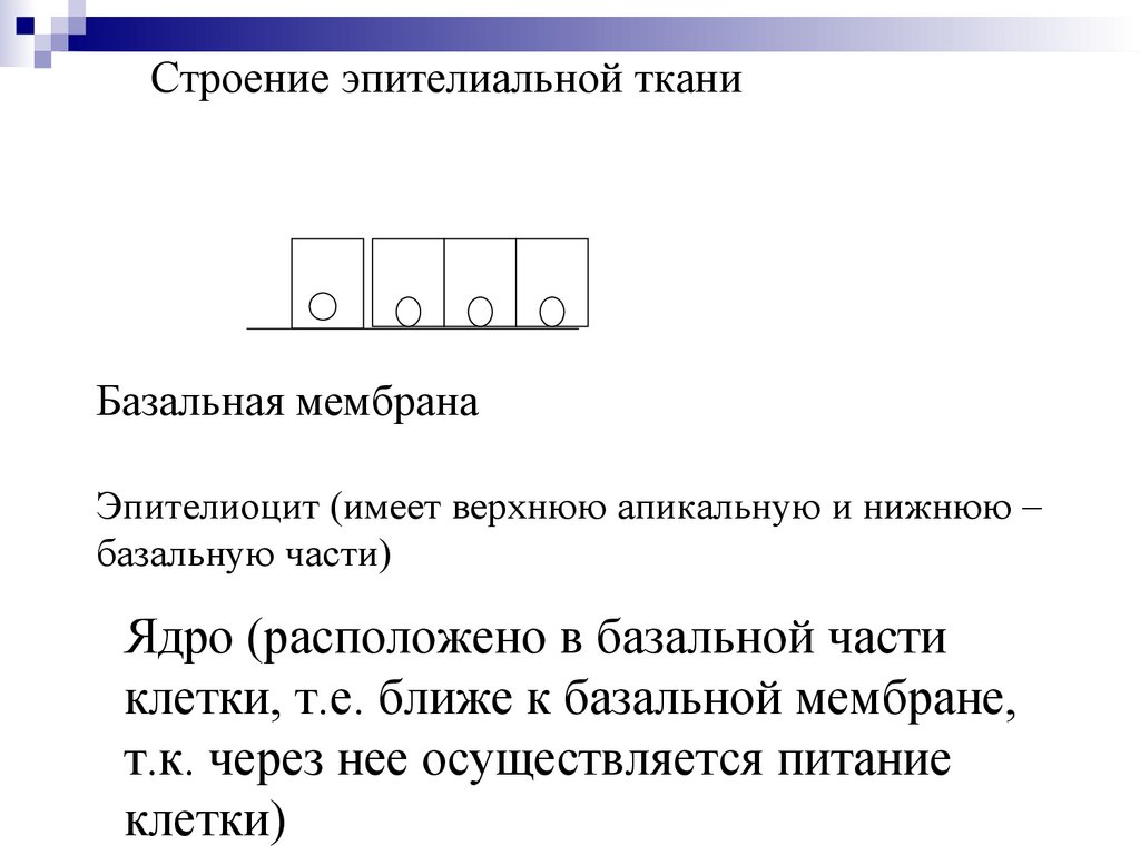 Ядро (расположено в базальной части клетки, т.е. ближе к базальной мембране, т.к. через нее осуществляется питание клетки)