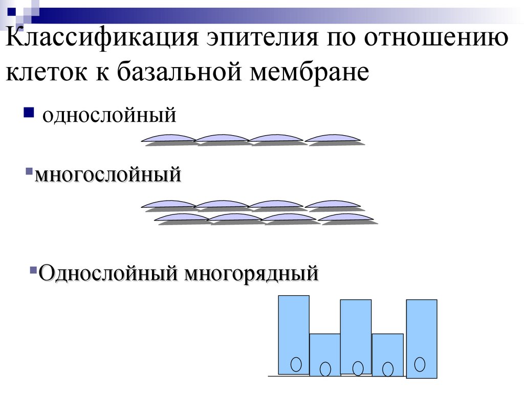 Классификация эпителия по отношению клеток к базальной мембране
