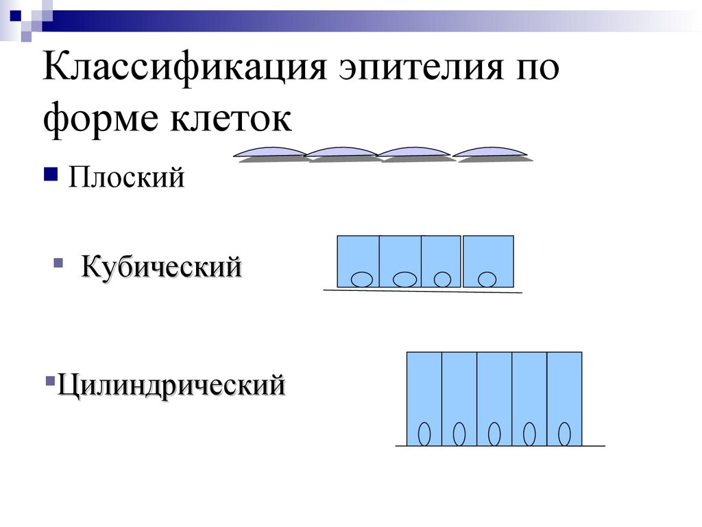 Классификация эпителия по форме клеток