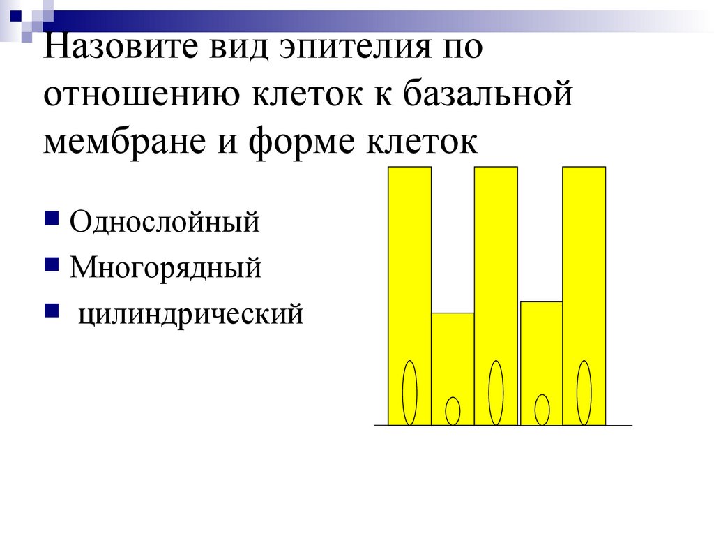 Назовите вид эпителия по отношению клеток к базальной мембране и форме клеток