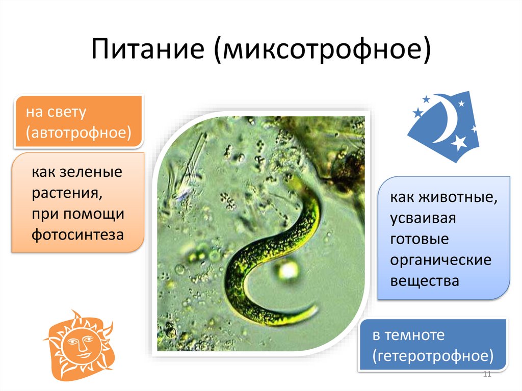 Питание (миксотрофное)