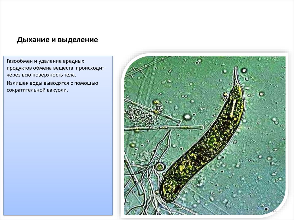 Дыхание и выделение