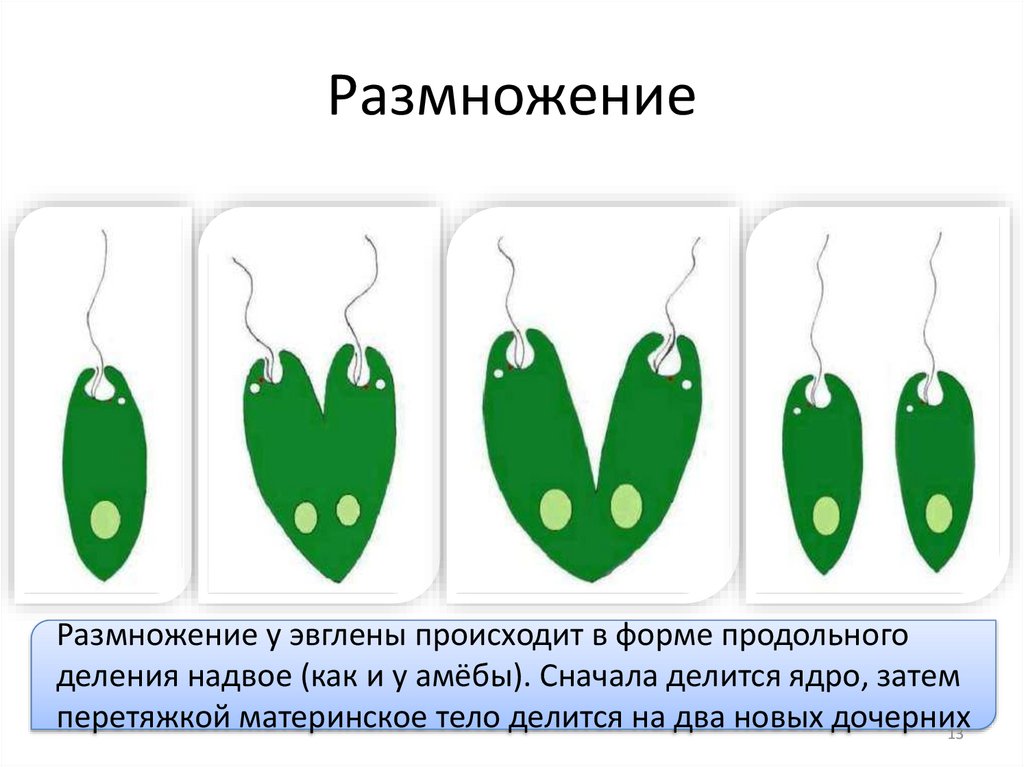 Размножение