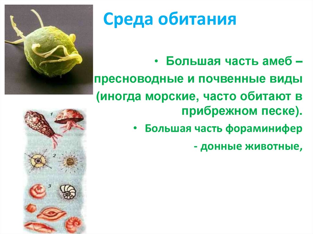 Среда обитания