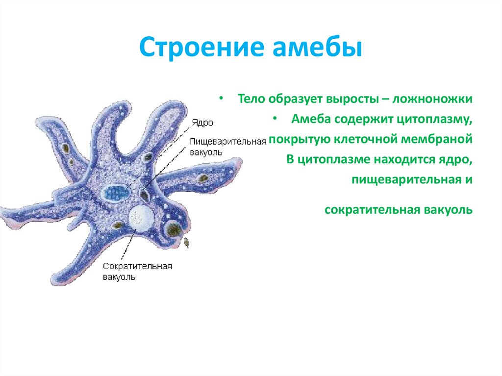 Строение амебы