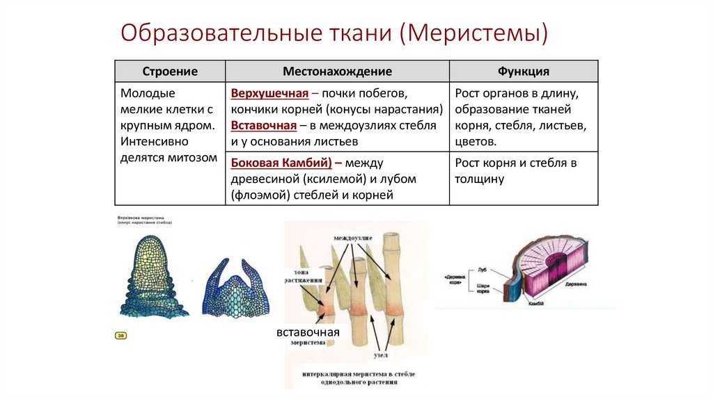 Образовательные ткани (Меристемы)