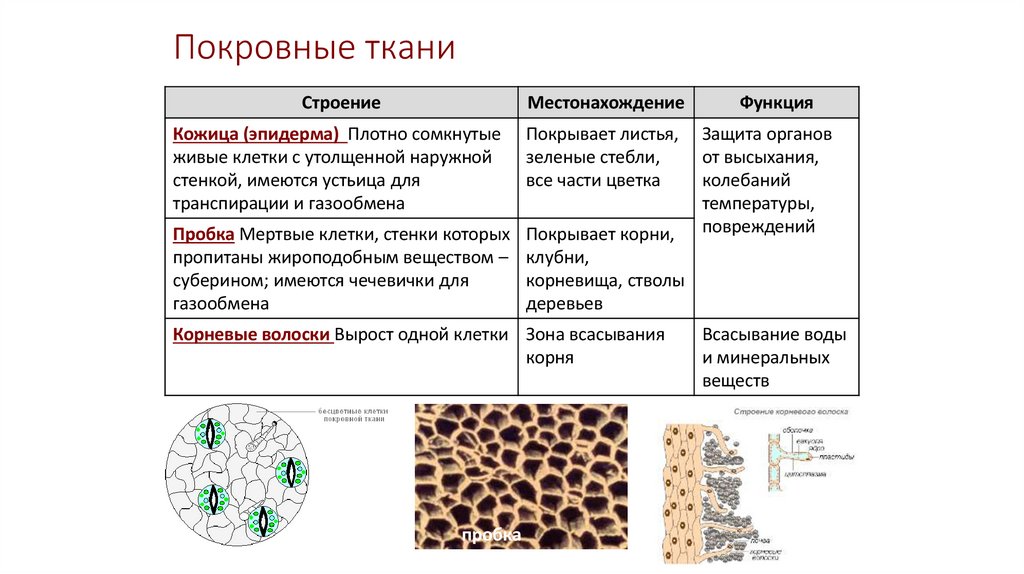 Покровные ткани
