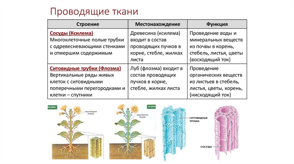 Проводящие ткани