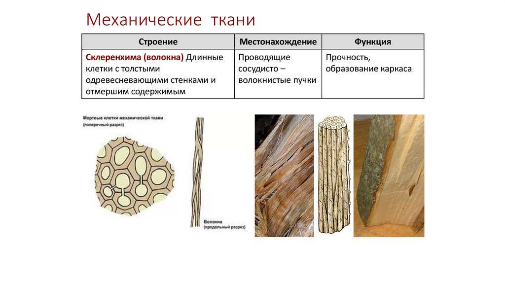 Механические ткани