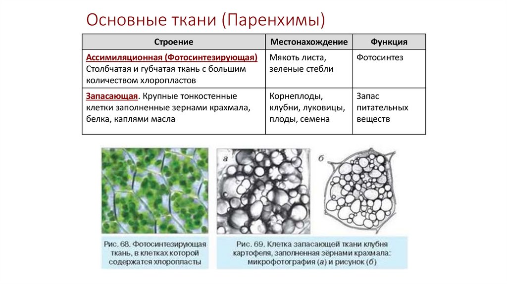Основные ткани (Паренхимы)