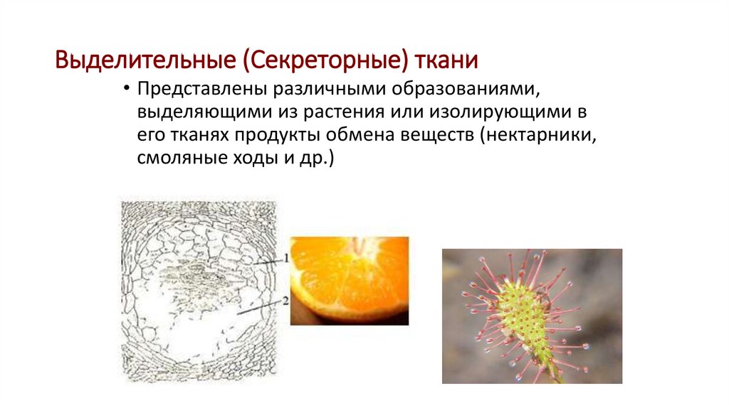 Выделительные (Секреторные) ткани