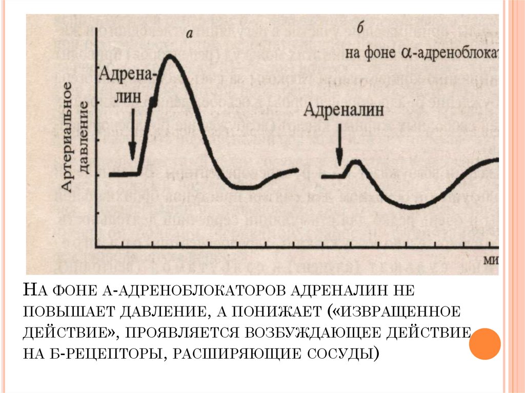 На фоне а-адреноблокаторов адреналин не повышает давление, а понижает («извращенное действие», проявляется возбуждающее