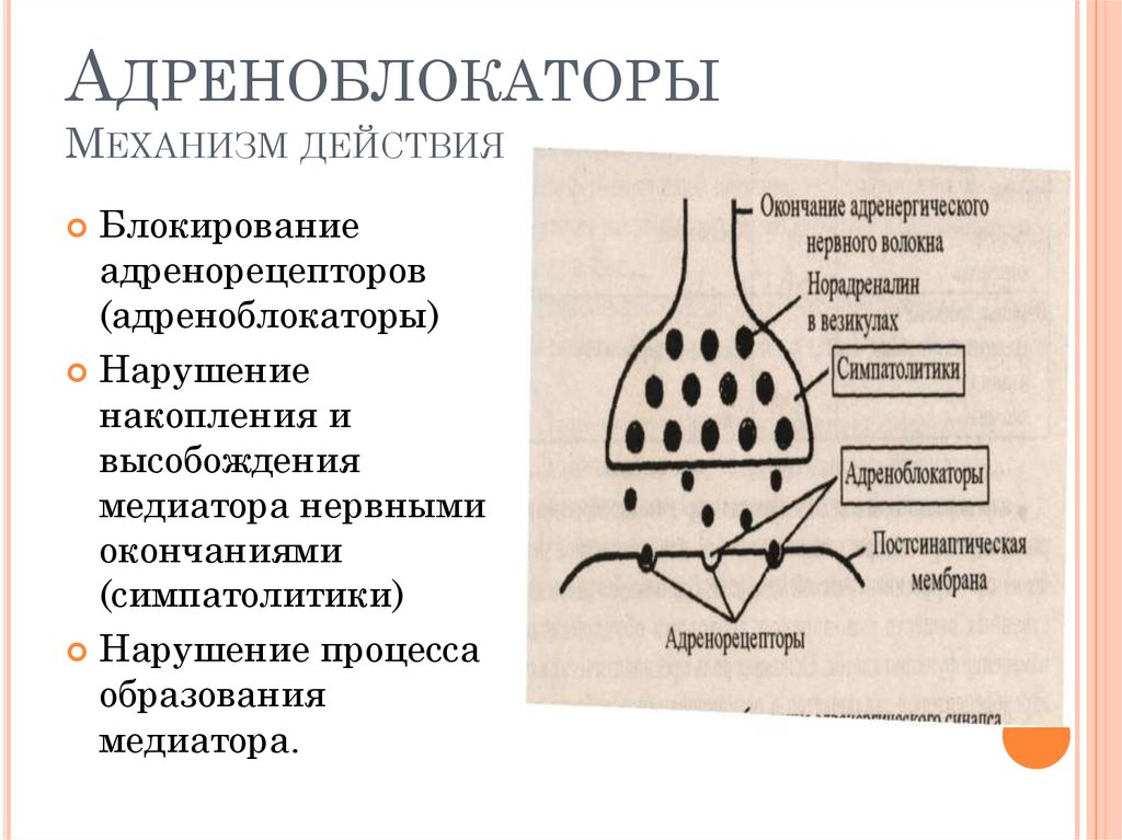 Адреноблокаторы Механизм действия